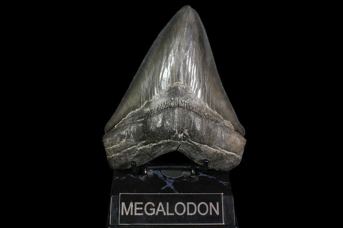 Serrated, Fossil Megalodon Tooth - Robust Tooth #92903